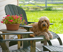 Goldendoodle